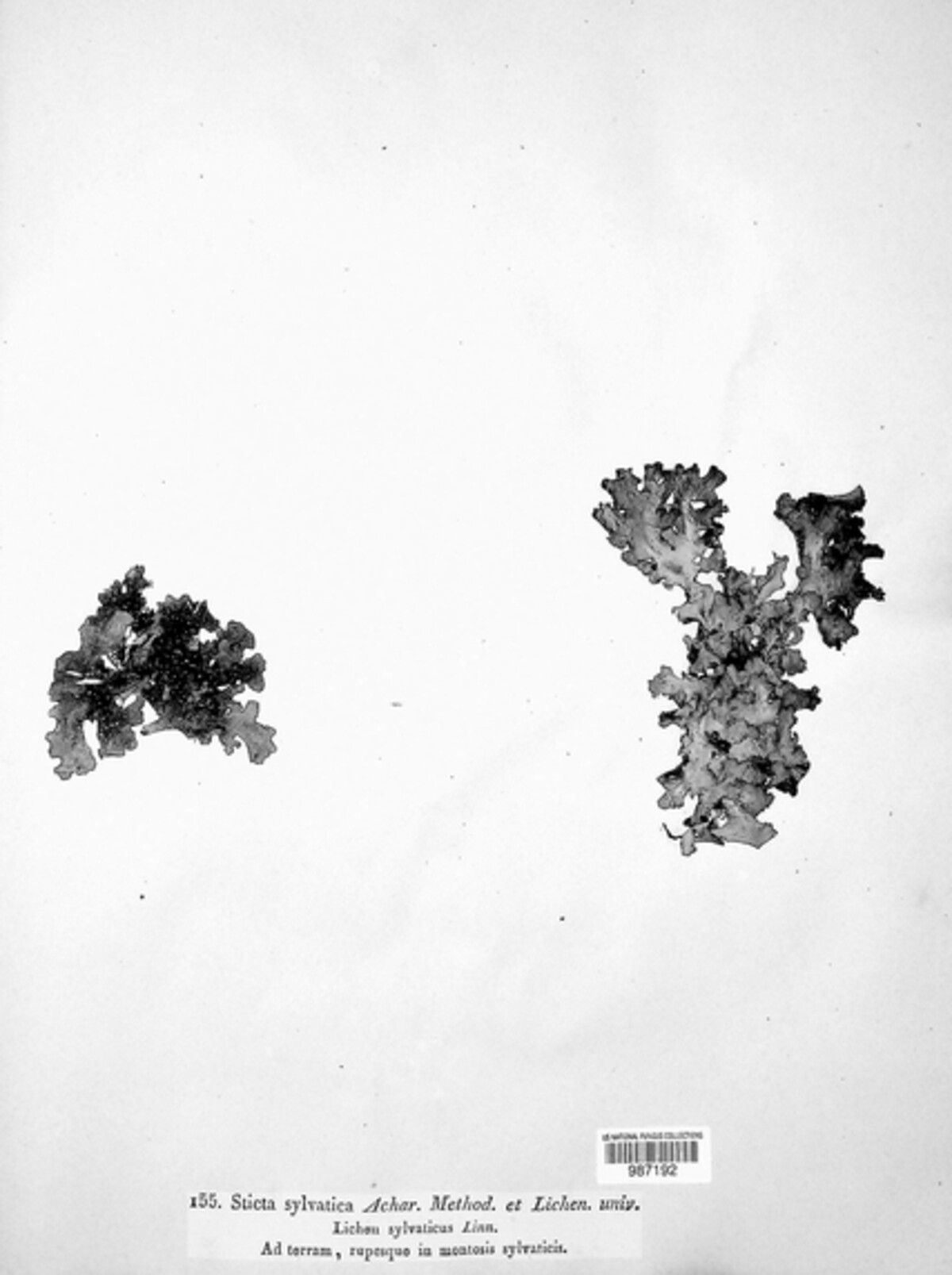 Sticta image